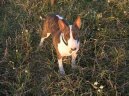 Fotky: Bulteri�r (Bullteri�r) (foto, obrazky)