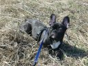 Fotky: Francouzsk� buldo�ek (foto, obrazky)