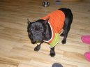 Francouzsk� buldo�ek
