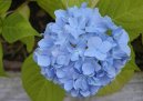Hortenzie velkolist�