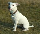 Fotky: Jack Russel�v Teri�r (foto, obrazky)