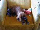 Fotky: Kaval�r King Charles �pan�l (foto, obrazky)