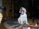 Fotky: Labradorsk� retr�vr (foto, obrazky)
