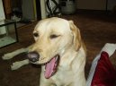 Fotky: Labradorsk� retr�vr (foto, obrazky)
