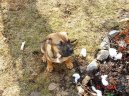 Malorsk� doga
