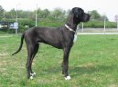 N�meck� doga