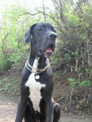N�meck� doga
