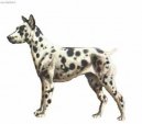 Pin�-harlek�n