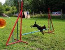 Fotky: Pra�sk� krysa��k (foto, obrazky)