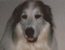 Fotky: Pyrenejsk� horsk� pes (foto, obrazky)