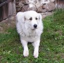 Fotky: Pyrenejsk� horsk� pes (foto, obrazky)