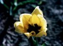 Fotky: Tulip�n (foto, obrazky)