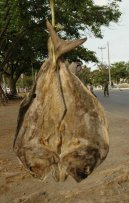 V�chodn� Timor