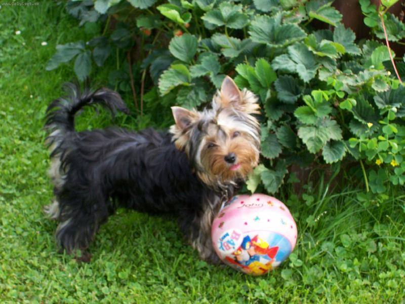 Foto: Bessy