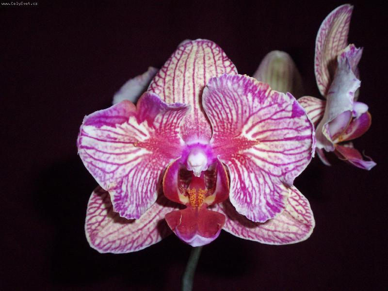 Foto: M�rovec