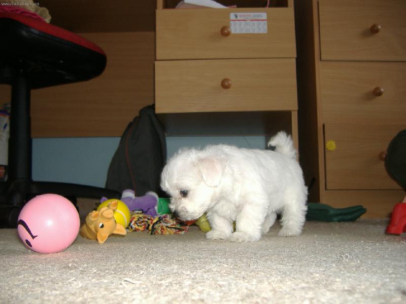 Foto: �ich�m �ich�m �lov��inu-Meggy v 7 t�dnech(poprv� doma)