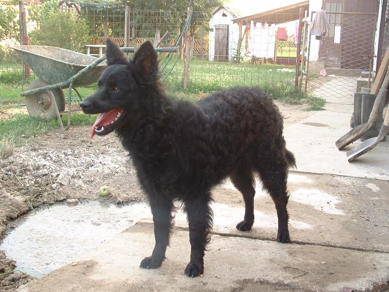 Foto: Buba