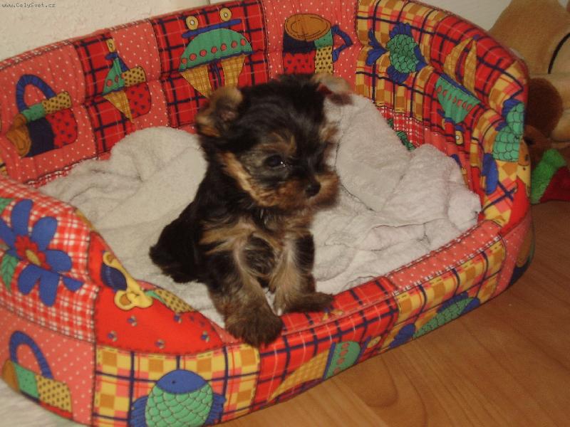 Foto: Oby�ejn� terii�r-fmmm n�co c�t�m:-)