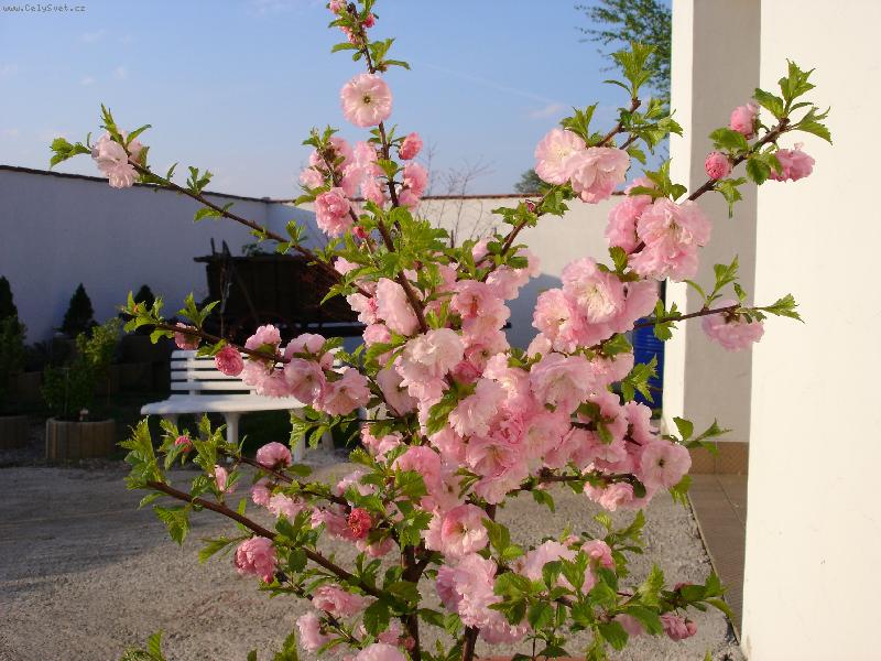 Foto: sakura-jaro