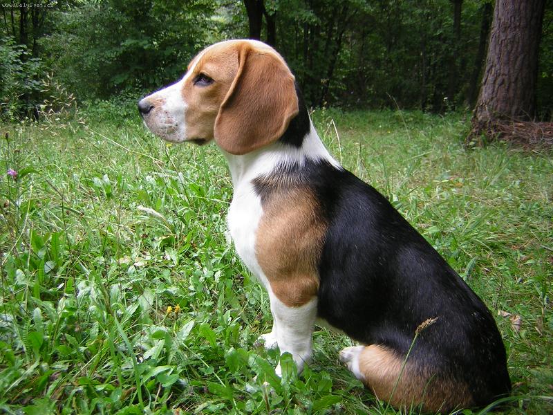 Foto: Indy II.
