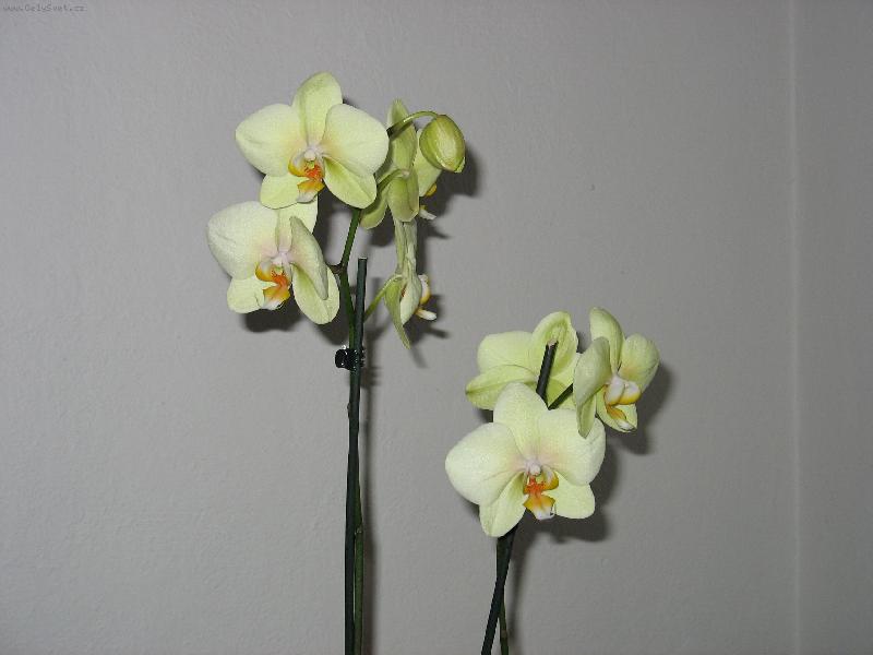 Foto: Orchidej-D�rek k narozenin�m
