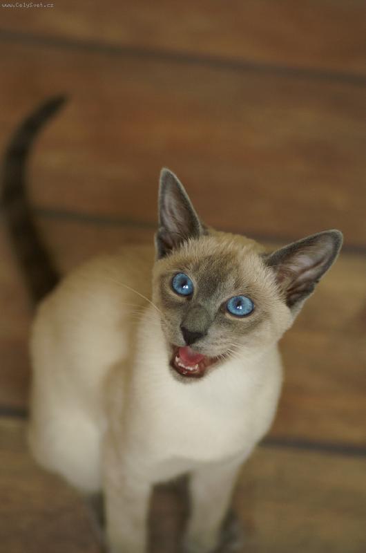 Foto: chilli01