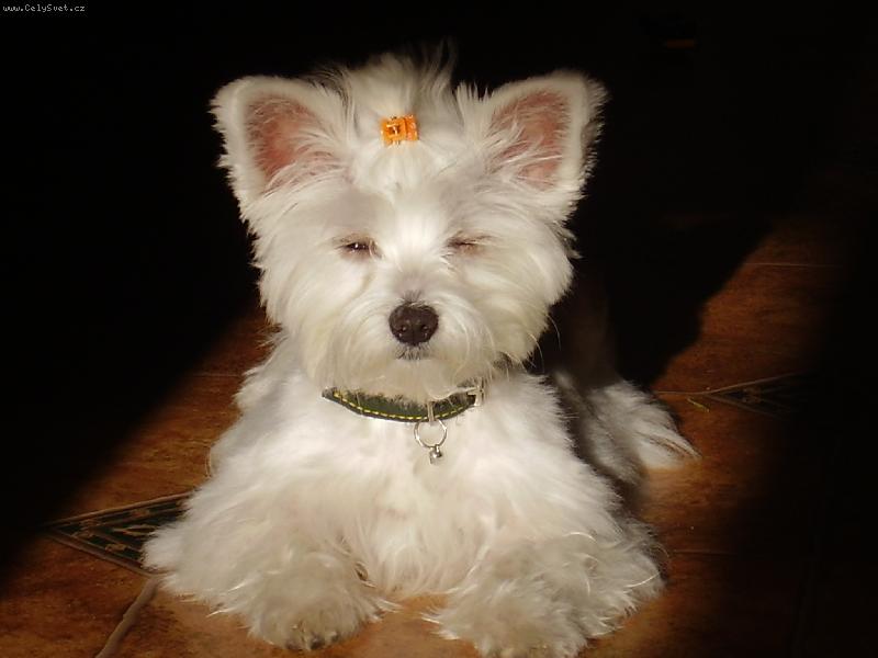 Foto: mia