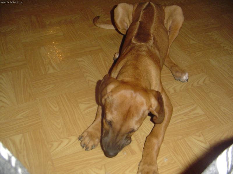 Foto: doma-4 mesice
