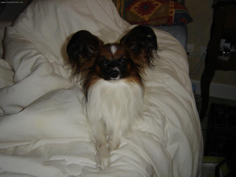 Foto: gizmo