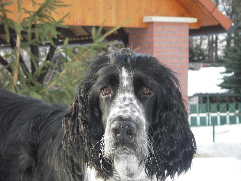 Foto: Archie-Archie