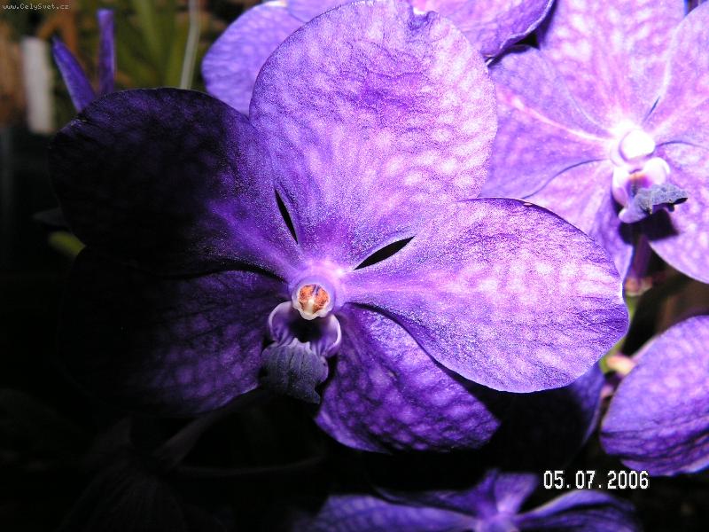 Foto: Vanda-Anonym