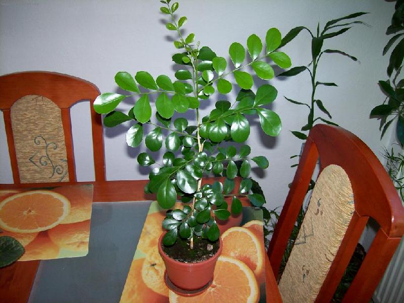 Foto: Murraya
