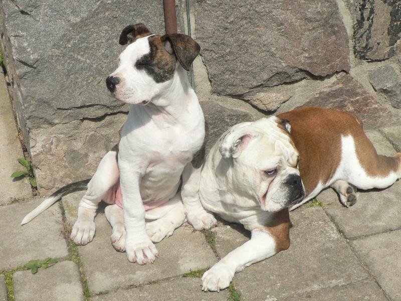 Foto: Aspekt Altamirano Bei (Bandita)-S anglick�m prot�j�kem