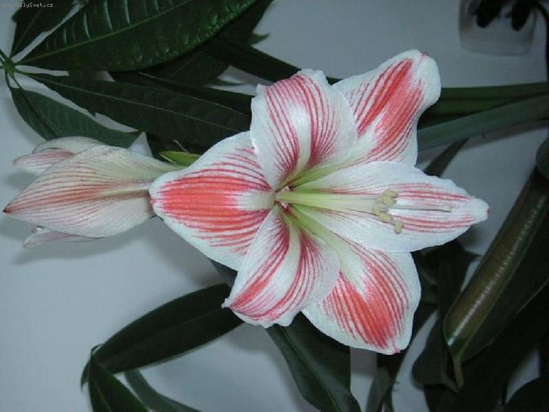 Foto: cibule