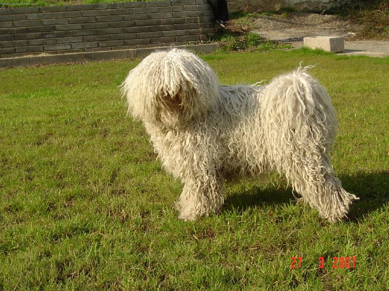 Foto: Puli b�l�