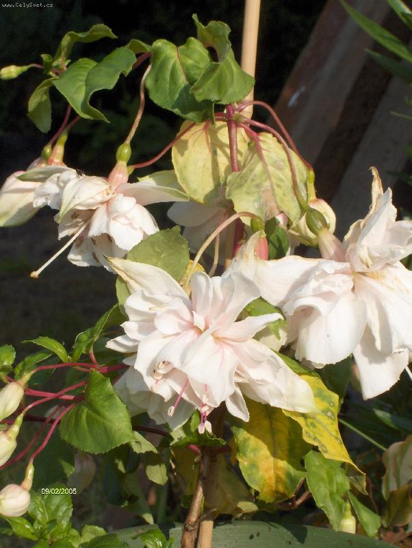 Foto: Fuchsie