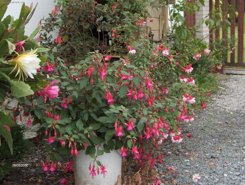Foto: Fuchsie