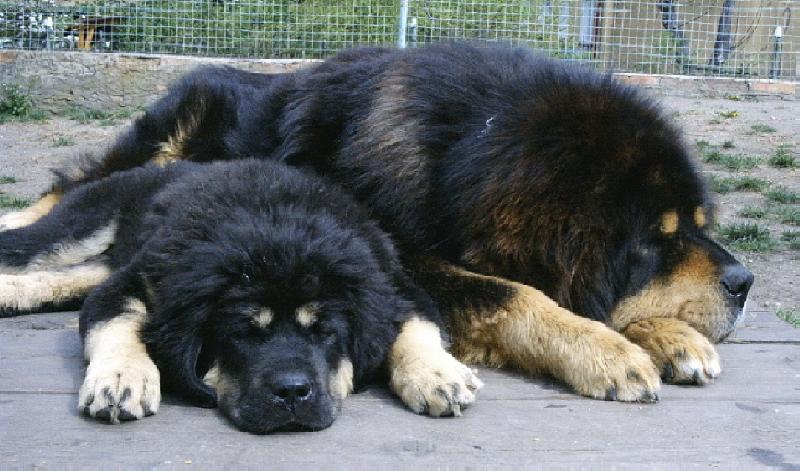 Foto: SIESTA
