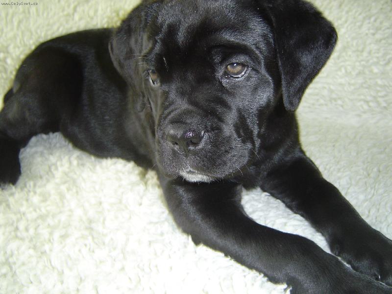 Foto: Zira