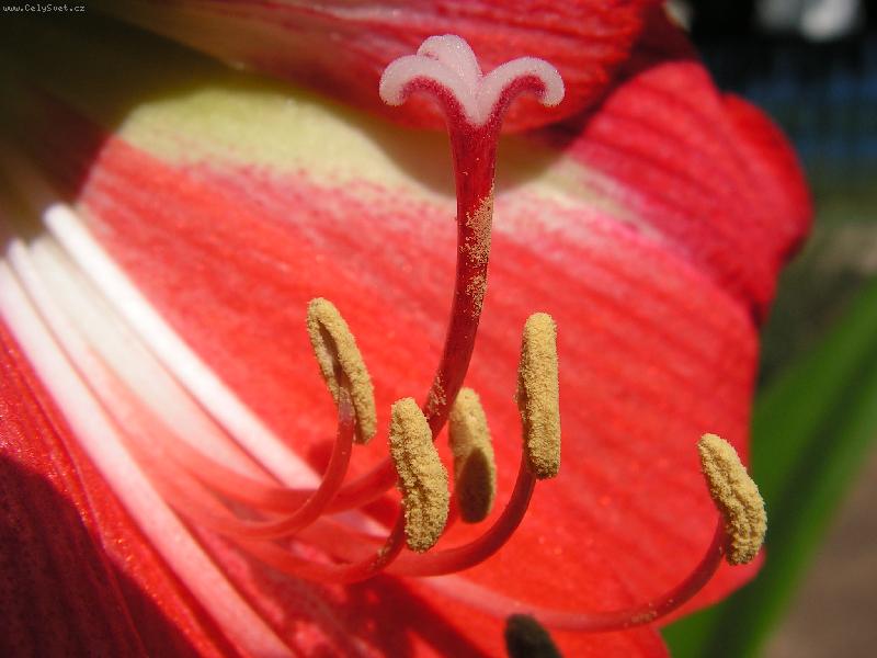 Foto: AMARYLIS