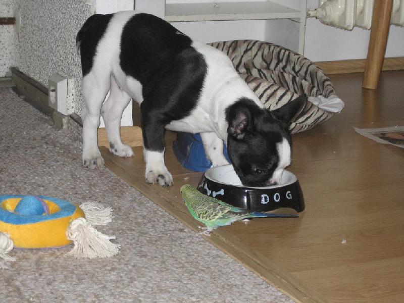 Foto: Bert�k s kamar�dem andul�kem K�jou-Bert�k s kamar�dem andul�kem K�jou