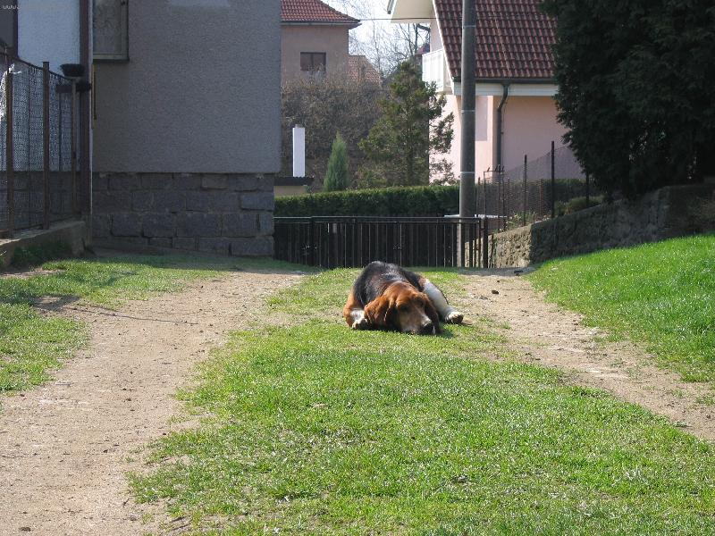 Foto: Baset-Gaston