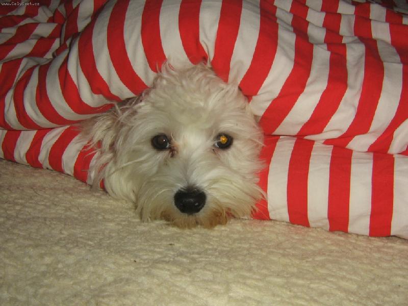 Foto: Timmy