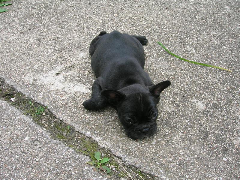 Foto: puppi