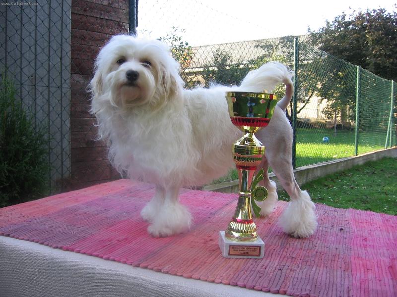 Foto: Celebrite s poh�rem-Celinka se sv�m nejv�t��m ocen�n�m - CACIB z MVP Mlad� Boleslav 2007