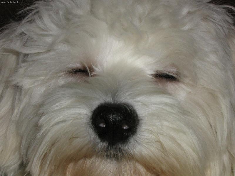 Foto: Timmy