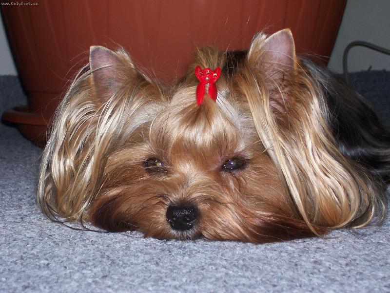 Foto: Bessy-Bessy