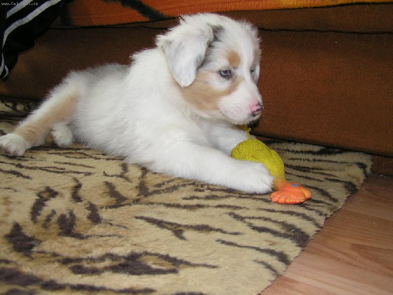 Foto: Garcy