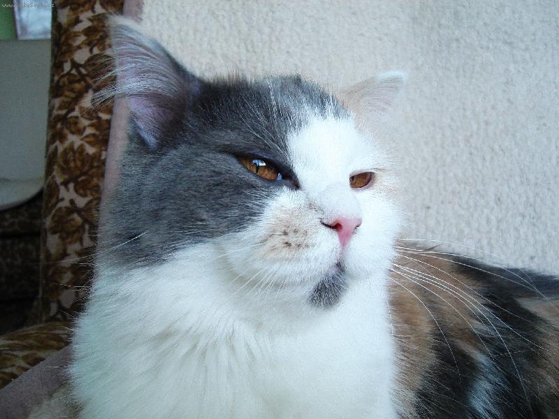 Foto: M�enka