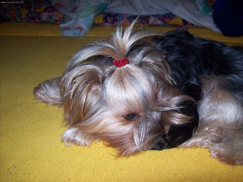 Foto: Brusinka